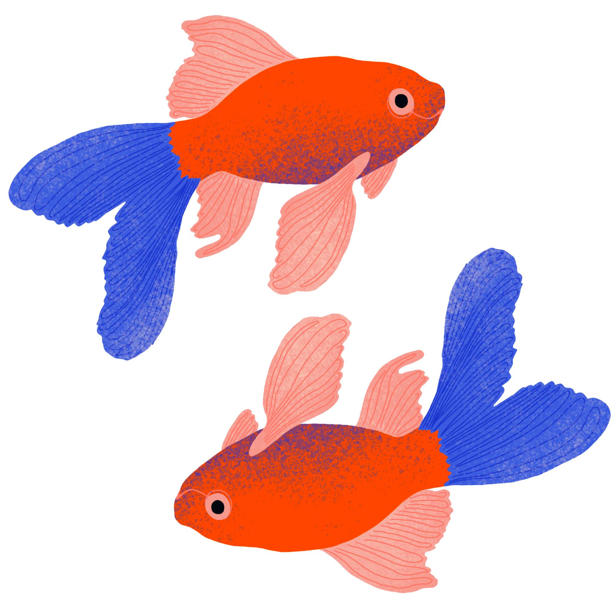 POISSON | JP MILLOT Quelles pierres précieuses choisir selon son signe astrologique ? La Riche 11